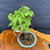 Top angled view of exact Virginia Creeper bonsai showing lush green deciduous foliage, rugged old trunk base, light blue glazed Yixing ceramic pot, and wood display table beneath the tree