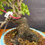 Close-up of old Virginia Creeper bonsai trunk showing rugged dark bark, heavy aged base, surface roots, moss, mixed bonsai soil, and light blue glazed Yixing pot rim