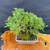 Top angled view of exact Itoigawa Shimpaku pre-bonsai showing dense green foliage, moss-covered soil, rectangular ceramic pot, and overall styling potential from above