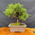 Exact Itoigawa Shimpaku pre-bonsai in a rectangular ceramic pot, showing lush green juniper foliage, upright trunk movement, moss-covered soil surface, and full front view on a wood display table, photographed May 2, 2026