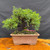 Exact low spreading Itoigawa Shimpaku pre-bonsai in a rectangular ceramic pot, showing wide green juniper canopy, visible trunk movement, moss-covered soil surface, and full front view on a wood display table, photographed May 2, 2026