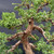 Close-up of wired Shimpaku Kishu trunk and branches showing aged bark texture, copper-colored training wire, compact green foliage, and natural deadwood features