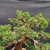 Close-up of Shimpaku Kishu foliage and branch structure showing tight green scale foliage, wired branches, compact foliage pads, and refinement work in progress