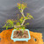 Top view of mature Pomegranate bonsai showing fresh spring foliage, branching structure, exposed roots, and blue glazed Yixing pot