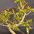 Close-up of Pomegranate bonsai branches with bright green leaves, red-orange new spring growth, and pale aged trunk structure