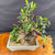Top view of the collected Olive bonsai showing developing green foliage, pruned branch structure, carved trunk movement, and the rectangular gray ceramic pot below.