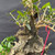 Detailed view of the collected Olive bonsai’s upper trunk with rough bark, hollow deadwood, carved sections, and new green olive foliage emerging from the live branches.
