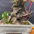 Close-up of the collected Olive bonsai trunk showing aged bark, carved deadwood, hollow trunk texture, small live branches, moss, and the gray glazed pot edge.