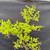 Upper branch detail of the collected American Larch, showing new spring needles, fine twig structure, and open branching.