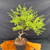 Overhead angled view of the collected American Larch pre-bonsai, showing the full canopy, branch spread, new spring growth, and 9-inch grow pot.