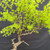 Detailed view of fresh American Larch spring foliage, showing soft bright green needle clusters emerging along fine branches.