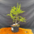 Collected American Larch pre-bonsai in an 8-inch black grow pot, showing the full compact upright tree with bright green spring needles and natural branch structure.