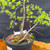 Close-up of the American Larch trunk, lower branches, mossy soil surface, and exposed base in the black grow pot.