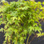 Detailed close-up of fresh green Japanese Maple leaves with soft red spring stems in a forest bonsai planting