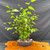 Representative Japanese Zelkova pre-bonsai forest arrangement with multiple young trunks in an oval training pot