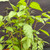 Close-up of Japanese Zelkova pre-bonsai forest showing fresh green serrated leaves and young upright trunks