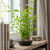 Japanese Zelkova Pre-Bonsai Forest Arrangement – Limited 2026 Release
