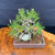 Top-angle view of a compact root-over-rock Japanese Black Pine bonsai in an unglazed ceramic pot, showing the canopy, exposed roots, natural rock, bonsai soil, and fresh spring growth.
