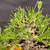 Detailed view of a seed-grown Japanese Black Pine bonsai canopy with green needles, active spring candles, wired branches, and mature textured bark.