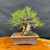 Seed grown 1986 Japanese Black Pine bonsai with rugged bark, unglazed pot