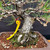 Close-up of the mature trunk and exposed root base of a Japanese Black Pine bonsai, showing rugged bark texture, moss, bonsai soil, training wire, and the edge of an unglazed ceramic pot.