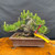 Seed grown 1986 Japanese Black Pine bonsai with a compact trunk, unglazed pot
