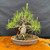 Seed grown 1986 Japanese Black Pine bonsai with a tall rugged trunk, oval pot