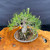 Top angle view of the seed grown Japanese Black Pine in an oval pot