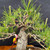 Close-up of the Black Pine canopy with fresh spring candles and wired branches