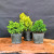 A professional studio photograph shows a three-piece live pre-bonsai starter bundle arranged on a polished, natural-edged wooden slab. Against a dark, textured gray background, three distinct evergreen trees in weathered black nursery pots are displayed together. 

On the far left, a Little Gem Norway Spruce features a compact, rounded mound of bright, dense green needles. Rising slightly higher and centered behind the others, a Dwarf Golden Japanese Yew provides a vibrant color contrast with its upright growth habit and striking yellowish-gold needles. To the right, a True Dwarf Hinoki Cypress ‘Nana’ completes the trio, displaying refined, deep green, fan-shaped foliage with a naturally sculptural and layered texture. The collection highlights the diverse personalities of these evergreens, offering a variety of textures and growth patterns ideal for bonsai training.
