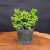 A vibrant Little Gem Norway Spruce pre-bonsai tree sits in a small, black plastic nursery pot. The compact, rounded evergreen features exceptionally dense, short needles. The interior foliage is a healthy medium green, while the tips are covered in bright, lime-green new growth, giving the plant a textured and glowing appearance. The pot is placed on a warm, polished wooden surface with a visible natural grain, set against a solid, dark charcoal-colored background that makes the plant's vivid green color pop. This specimen represents one of the three trees in the bundle, specifically showcasing the bright, dense needle texture characteristic of the Little Gem variety.