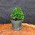 True Dwarf Hinoki Cypress Nana pre-bonsai with deep green foliage