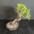 Angled overhead view of Tiger Bark Ficus bonsai showing the twisting trunk, aerial roots reaching into the soil, full canopy, bonsai soil mix, and unglazed Yixing pot.
