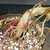 Close-up of Tiger Bark Ficus lower trunk and aerial roots showing exposed root detail, textured bark, pink inventory tag, bonsai soil mix, and unglazed pot rim.