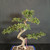 Angled view of Chinese Elm bonsai showing flowing trunk curve, layered branch structure, compact green foliage pads, exposed roots at the base, and blue glazed pot rim.