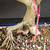 Close-up of Chinese Elm trunk base and exposed nebari showing surface roots gripping into bonsai soil, pale bark texture, pink inventory tag, fertilizer pellets, and blue glazed pot edge.
