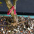 Close-up of the Australian Brush Cherry trunk base and surface roots