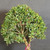 Close view of Australian Brush Cherry bonsai canopy showing small green tropical leaves, interior branch structure, dense rounded growth, and textured trunk sections.
