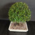 Angled overhead view of Australian Brush Cherry bonsai showing dense tropical foliage, compact rounded canopy, bonsai soil mix, trunk base, and glazed Japanese pot.
