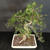 Overhead view of imported Chinese Elm bonsai showing open canopy structure, small serrated green leaves, curved trunk line, branching detail, and cream glazed pot.