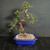 Imported exposed root Chinese Elm bonsai in blue glazed Yixing ceramic pot showing full tree, twisting trunk, dramatic exposed roots, open branch structure, and small green leaves.