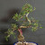 Close upper view of imported exposed root Chinese Elm bonsai showing open branching, small serrated green leaves, pale textured trunk, and pruned canopy structure.