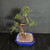 Angled overhead view of imported exposed root Chinese Elm bonsai showing curved trunk movement, raised root base, pruned branch structure, bonsai soil mix, and blue glazed Yixing pot.