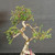 Close upper view of compact exposed root Chinese Elm bonsai showing pale twisting trunk, pruned branch structure, small serrated green leaves, and developing canopy.