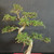 Close upper view of imported Chinese Elm bonsai showing layered branching, small serrated green leaves, pale textured trunk, and pruned foliage pads.