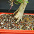 Close-up of imported Chinese Elm lower trunk showing pale textured bark, surface root flare, bonsai soil mix, fertilizer pellets, and red glazed Yixing pot rim.