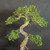 Close upper view of imported Chinese Elm bonsai showing graceful S-shaped trunk movement, small serrated green leaves, branching structure, and developing foliage pads.