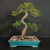 Imported Chinese Elm bonsai in teal glazed Yixing ceramic pot showing full tree, serpentine trunk movement, exposed root base, layered branch pads, and small green leaves.