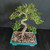 Angled overhead view of imported Chinese Elm bonsai showing curved trunk line, open branch structure, compact green foliage, bonsai soil mix, and teal glazed rectangular pot.