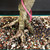 Close-up of imported Chinese Elm lower trunk showing exposed surface roots, pale textured bark, pink inventory tag, bonsai soil mix, fertilizer pellets, and teal glazed pot rim.